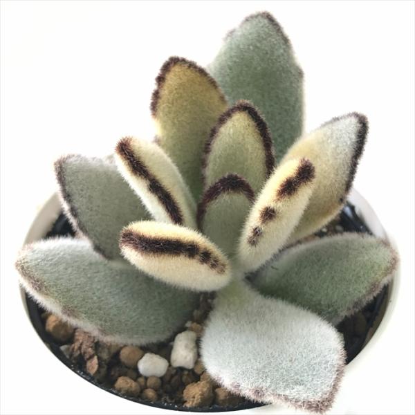 日本花キ流通 多肉植物 hmカランコエ プレーリードッグ 多肉植物
