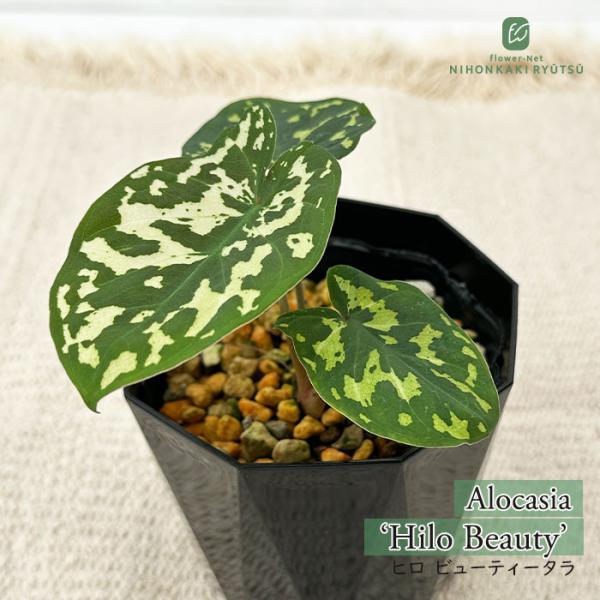 日本花キ流通 観葉植物 アロカシア ヒロ ビューティータラ 3.5号鉢