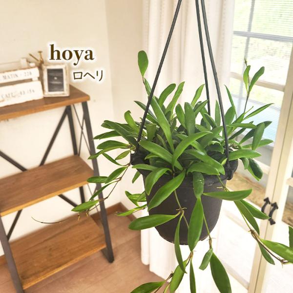 日本花キ流通 予約販売 観葉植物 ホヤ ロヘリ 4号 吊り鉢 吊り下げ