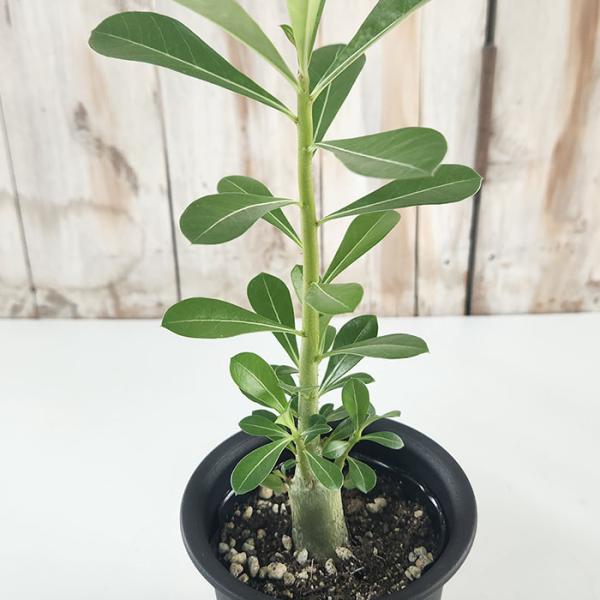 日本花キ流通 多肉植物 caコーデックス アデニウム オベスム 3.5号鉢