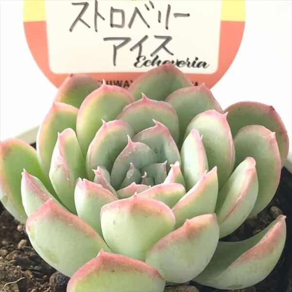 ■日当たり春秋型種 10℃〜25℃の過ごしやすい季節によく生長し、暑すぎたり、寒すぎる時期は休眠してしまいます。 生長期：2月〜6月・9月〜11月 休眠期：7月〜8月・11月〜1月■水やり1春・秋は日当たりがよく、雨が当たらない風通しの良い...