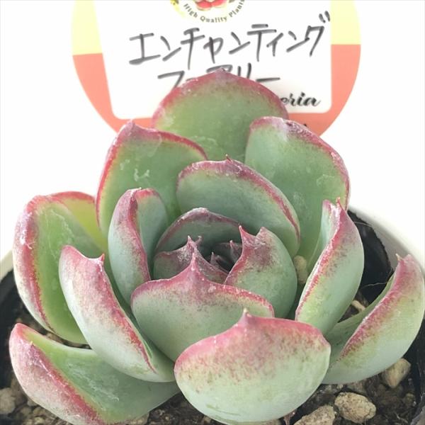 多肉植物 kswエケベリア エンチャンティングフェアリー 柏屋商店さん苗