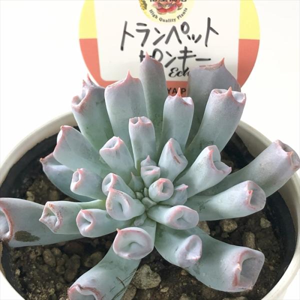 ピンキー◎多肉植物 カット苗 輸入苗 エケベリア等 ピンキー エケベリア カット苗 | 多肉植物カット苗の通販 | エケベリア