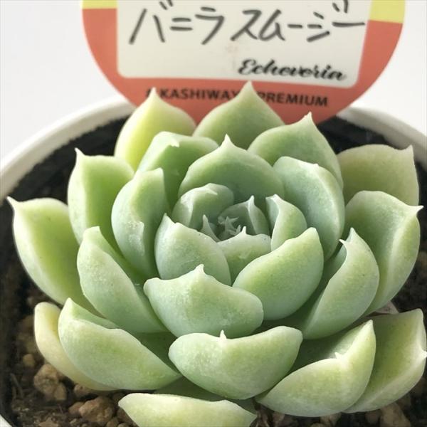 多肉植物 kswエケベリア バニラスムージー 柏屋商店さん苗 エケベリア