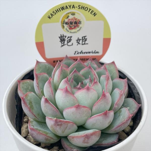 札付き　ヒアリナラパス　(艶葉)同士　エケベリ屋（つぶつぶ屋）さん苗 flower-net_z240916063