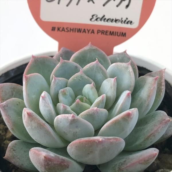 多肉植物 エケベリア 今井カクタスさん苗 ニヘイリンゼアナ リンゼアナ 今井カクタス 久しぶりの夜越山 | 無職インセクトの多肉