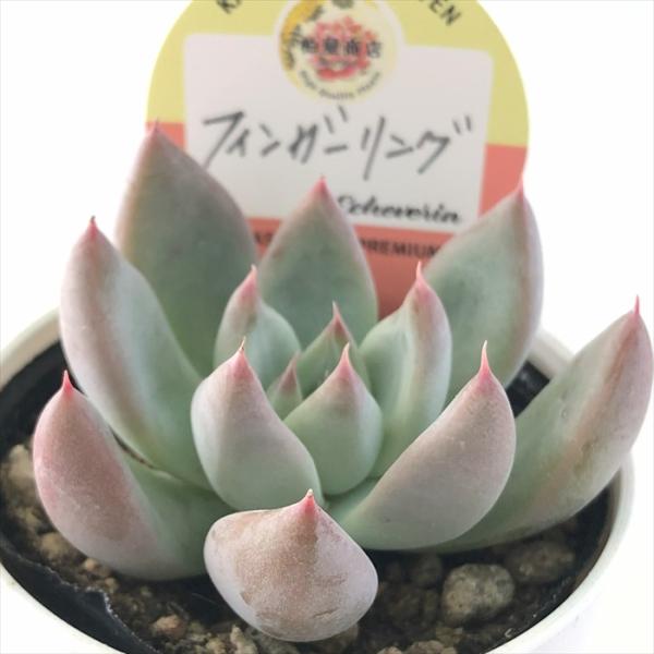 多肉植物 kswエケベリア フィンガーリング 柏屋商店さん苗 エケベリア