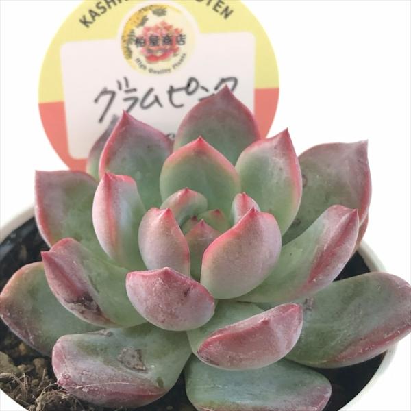 多肉植物 kswエケベリア グラムピンク 柏屋商店さん苗 エケベリア 6cm