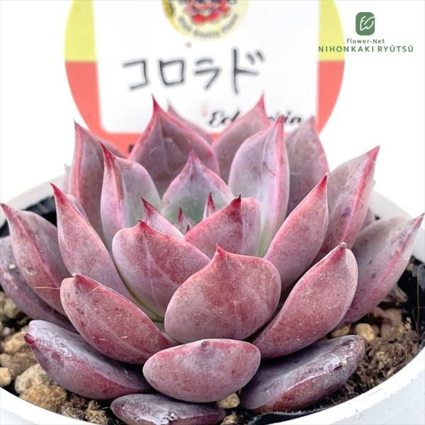 多肉植物 kswエケベリア コロラド 柏屋商店さん苗 エケベリア 6cm