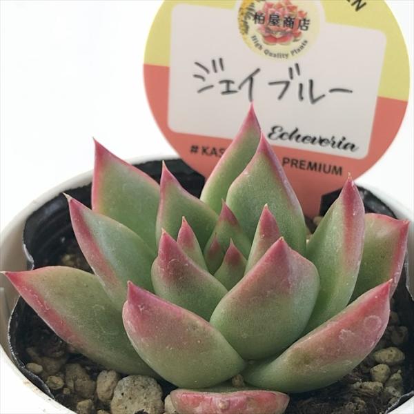 多肉植物 kswエケベリア ジェイブルー 柏屋商店さん苗 多肉植物 kswエケベリア ジェイブルー 柏屋商店さん苗