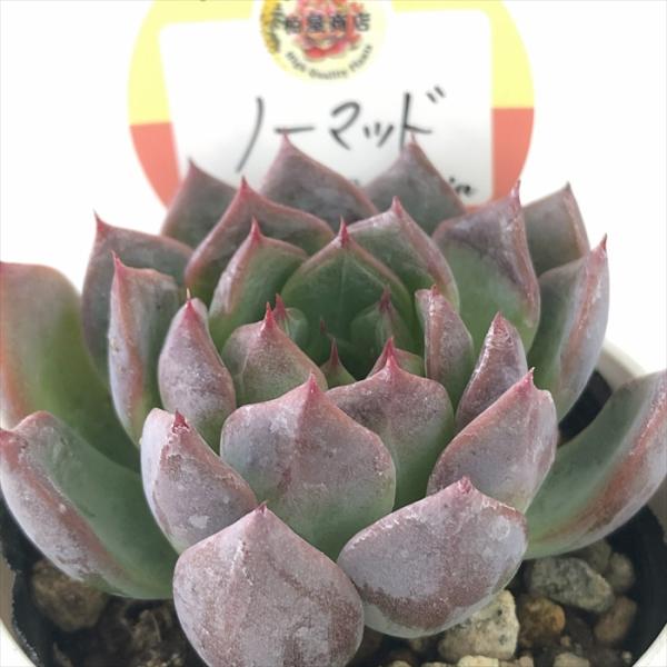 flower-net_z240916124