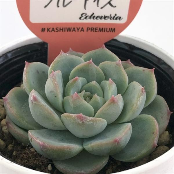 多肉植物 kswエケベリア ブルーアイス 柏屋商店さん苗 エケベリア 6cm