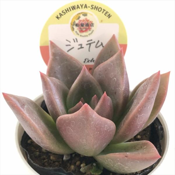 多肉植物 kswエケベリア ジュテム 柏屋商店さん苗 エケベリア 6cm