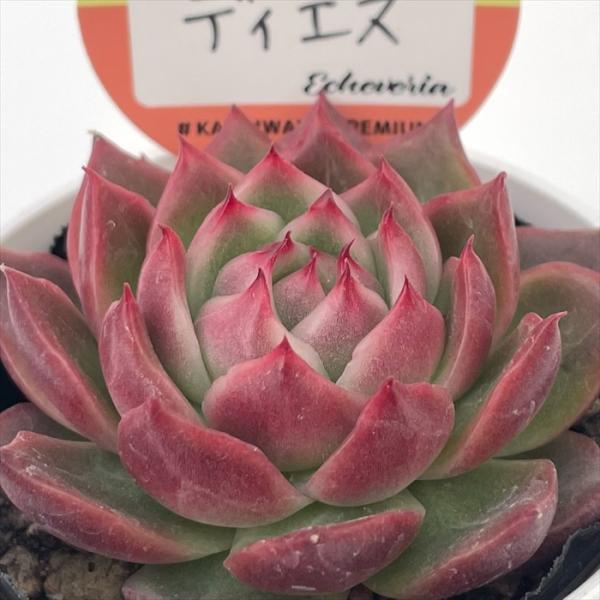 多肉植物　エケベリア　販売会　キャサリンページ 多肉植物 エケベリア 販売会 キャサリン様 専用ページ - メルカリ