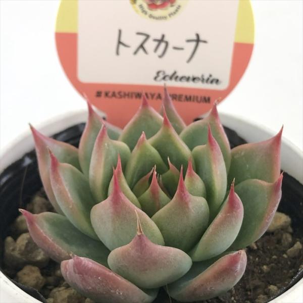 ■日当たり春秋型種 10℃〜25℃の過ごしやすい季節によく生長し、暑すぎたり、寒すぎる時期は休眠してしまいます。 生長期：2月〜6月・9月〜11月 休眠期：7月〜8月・11月〜1月■水やり1春・秋は日当たりがよく、雨が当たらない風通しの良い...