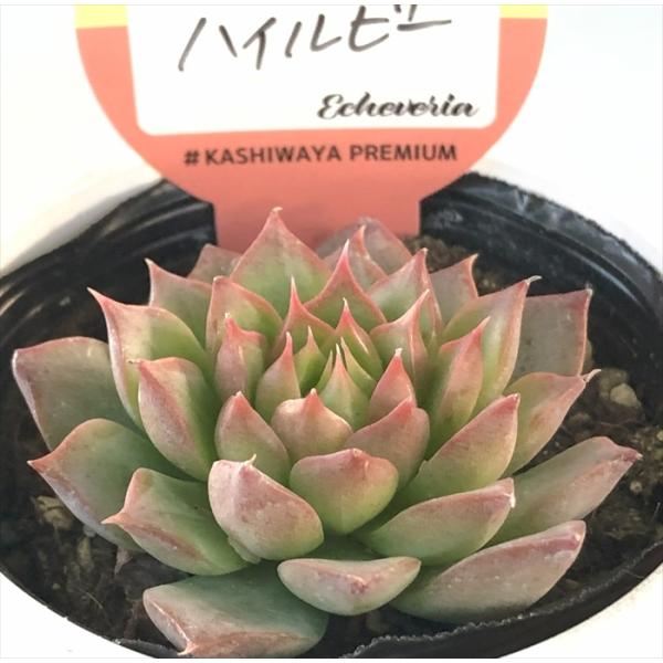 多肉植物 kswエケベリア ハイルビー 柏屋商店さん苗 エケベリア 6cm
