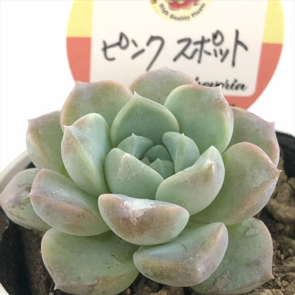 多肉植物 kswエケベリア ピンクスポット 柏屋商店さん苗 エケベリア