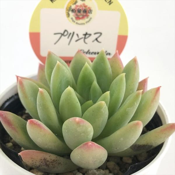 多肉植物 kswエケベリア プリンセス 柏屋商店さん苗 エケベリア 6cm