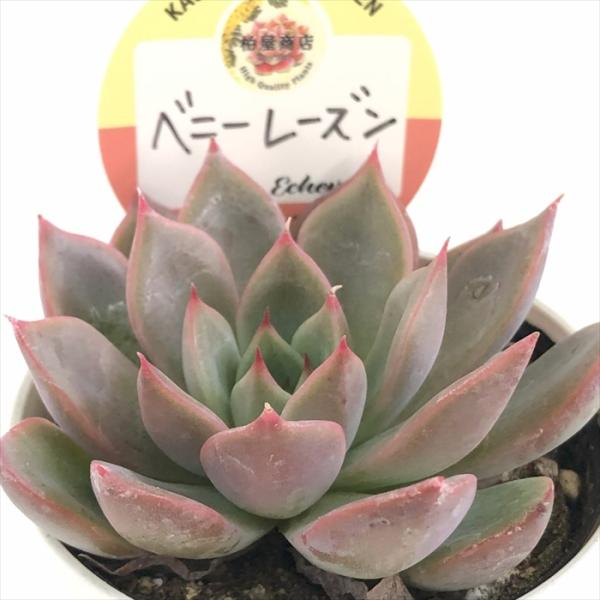 多肉植物 kswエケベリア ベニーレーズン 柏屋商店さん苗 エケベリア
