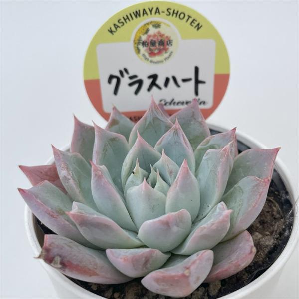 多肉植物 kswエケベリア グラスハート 柏屋商店さん苗 エケベリア 6cm