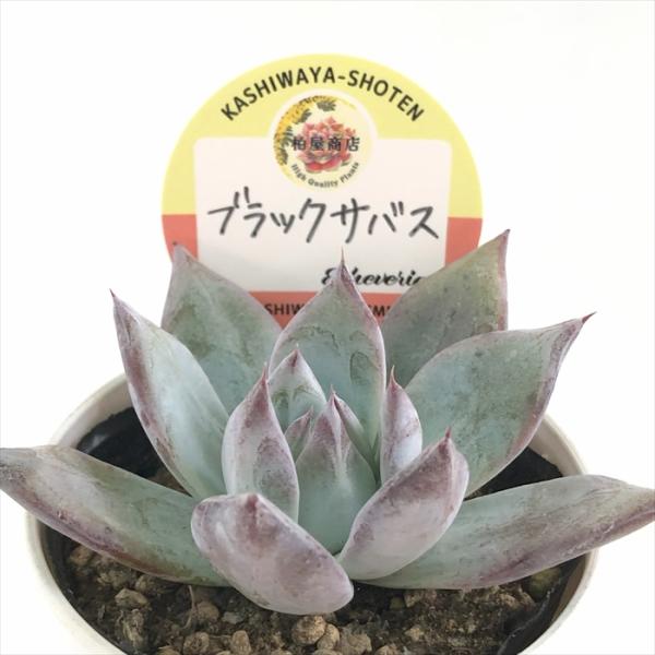 flower-net_z240916204