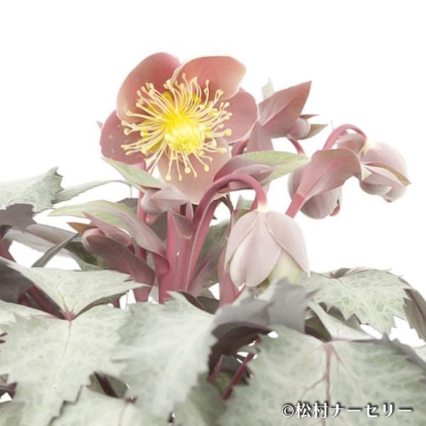 クリスマスローズ苗 ステルニー ビバ 10.5cmポット 松村ナーセリー