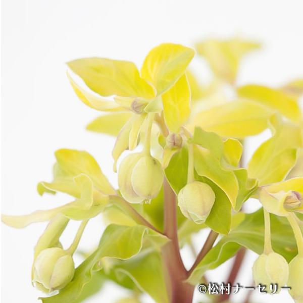 flower-net_z240925013