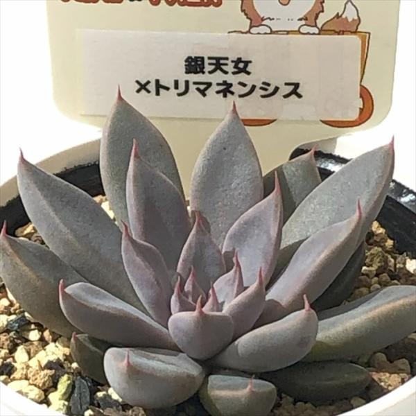 多頭苗 エケベリ屋✡️銀天女交配 2鉢✡️多肉 抜き苗 つぶつぶ屋