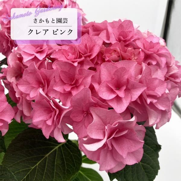 予約販売 アジサイ クレア ピンク 9cm〜10.5cmポット 登録申請中