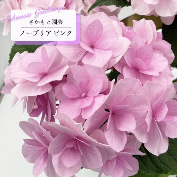 あじさい アジサイ ノーブリア ピンク 9cm〜10.5cmポット 登録申請中 さかもと