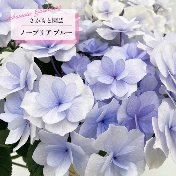 flower-net_z240928010