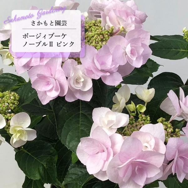 予約販売 アジサイ ポージィブーケ ノーブル2 ピンク 9cm〜10.5cm