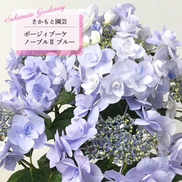 アジサイ ポージィブーケ ノーブル2 ブルー 9cm〜10.5cmポット 登録