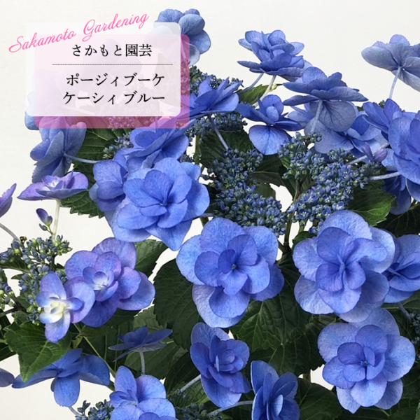 アジサイ ポージィブーケ ケーシィ ブルー 9cm〜10.5cmポット PVP