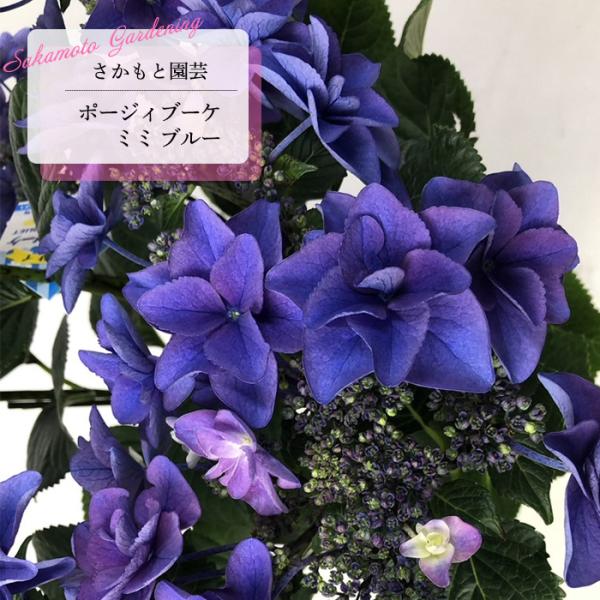 予約販売 アジサイ ポージィブーケ ミミ ブルー 9cm〜10.5cmポット