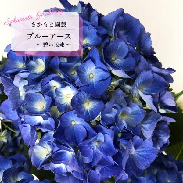 flower-net_z240928017