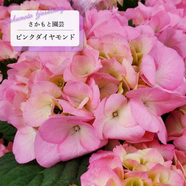 紫陽花さま専用 山紫陽花 
