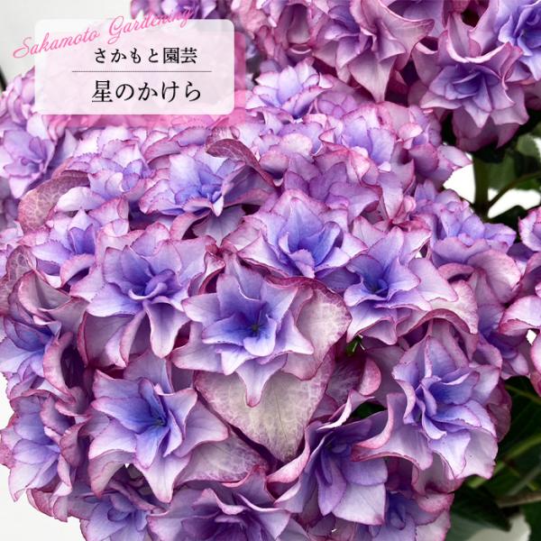 ①*:ஐさかもと園芸・２種*:ஐ紫陽花・苗木【星のかけら・シャルム】苗・５号 ①*:ஐさかもと園芸・2種*:ஐ紫陽花・苗木【星のかけら