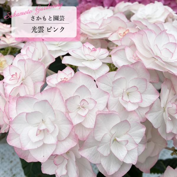 予約販売 アジサイ 光雲 ピンク 9cm〜10.5cmポット 登録申請中