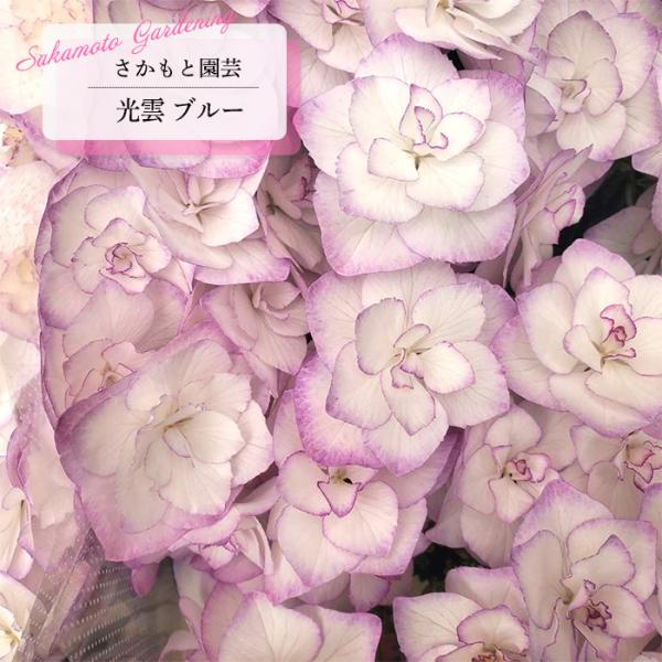 予約販売 アジサイ 光雲 ブルー 9cm〜10.5cmポット 登録申請中