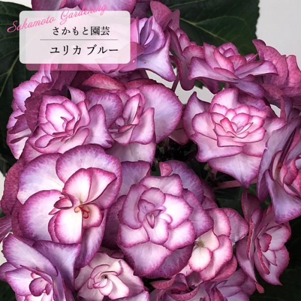 予約販売 アジサイ ユリカ YULIKA ブルー 9cm〜10.5cmポット 登録申請中 さかもと園芸 ハイドランジア 苗 花苗 苗木 あじさい 紫陽花 smt 10月下旬以降発送