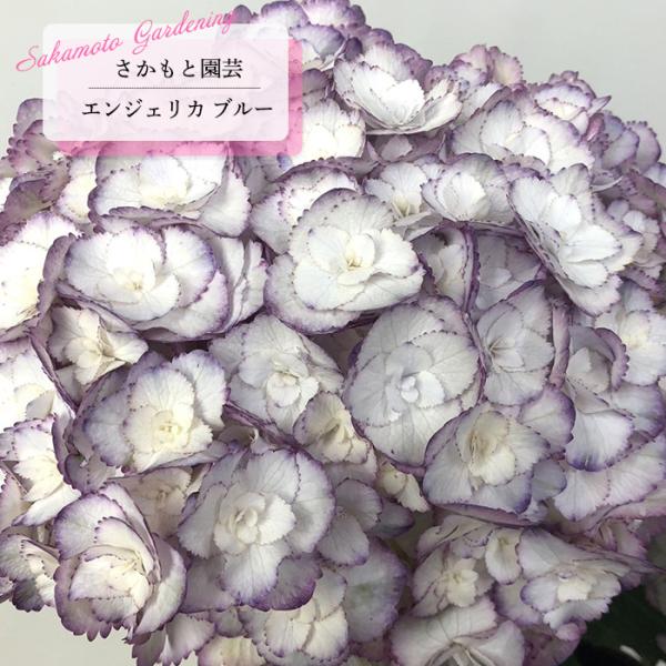 予約販売 アジサイ エンジェリカ ブルー 9cm〜10.5cmポット 登録申請中
