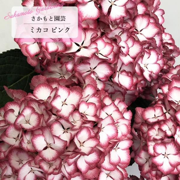 予約販売 アジサイ ミカコ ピンク 9cm〜10.5cmポット 登録品種