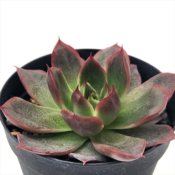 日本花キ流通 多肉植物 skエケベリア シムランス×レッドエボニー 日本花キ流通 多肉植物 skエケベリア シムランス×レッドエボニー