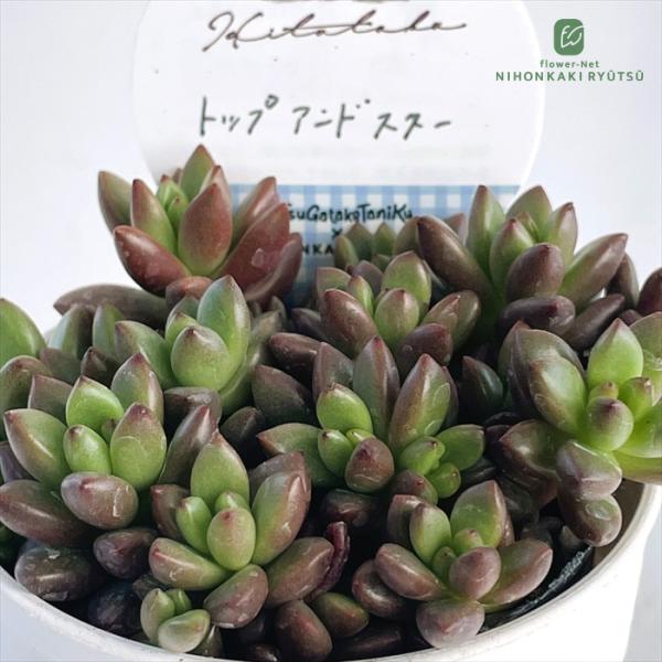 日本花キ流通 多肉植物 Hitotabaグラプトペタルム トップアンドスター