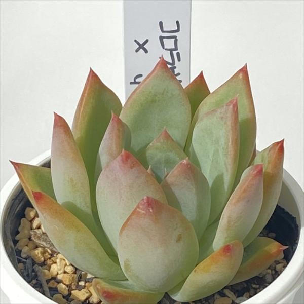 多肉植物 PKSFエケベリア コロラヴィーン×ホーリンゼ Pさん苗 送料無料