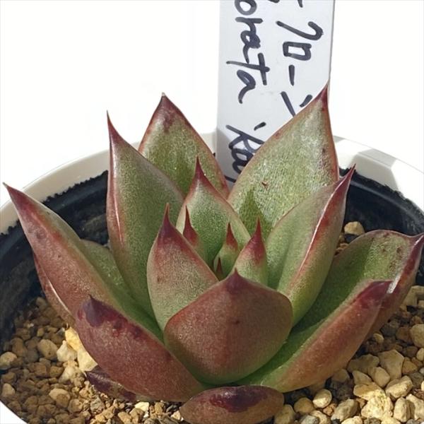 超希少 P.K.S.F Pさん苗 命名株 2個セット 札付き 多肉植物 超希少 P.K.S.F Pさん苗 命名株 2個セット 札付き 多肉植物