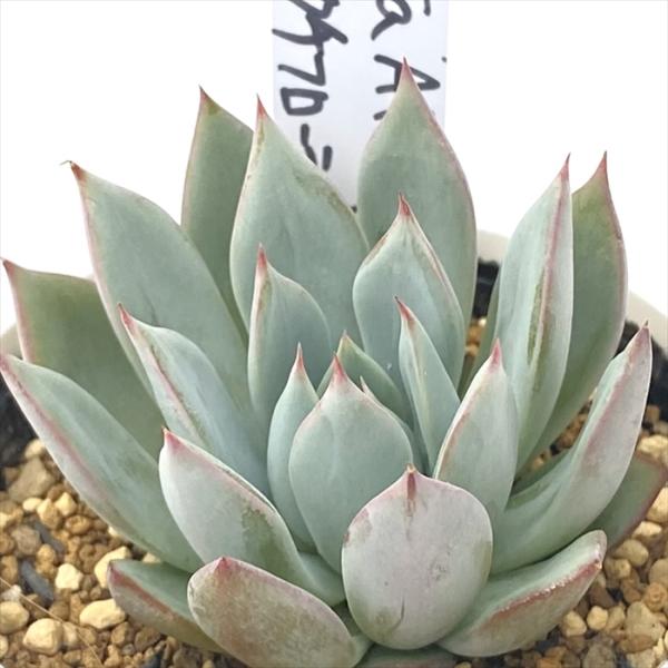 多肉植物 PKSFエケベリア colorata Atemajac×ストリクチフローラノヴァ