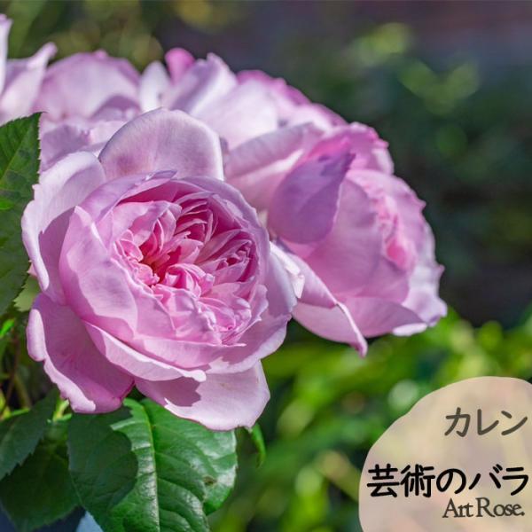予約販売 バラ苗 バラ新苗 ArtRose. カレン 薔薇 ばら 送料無料