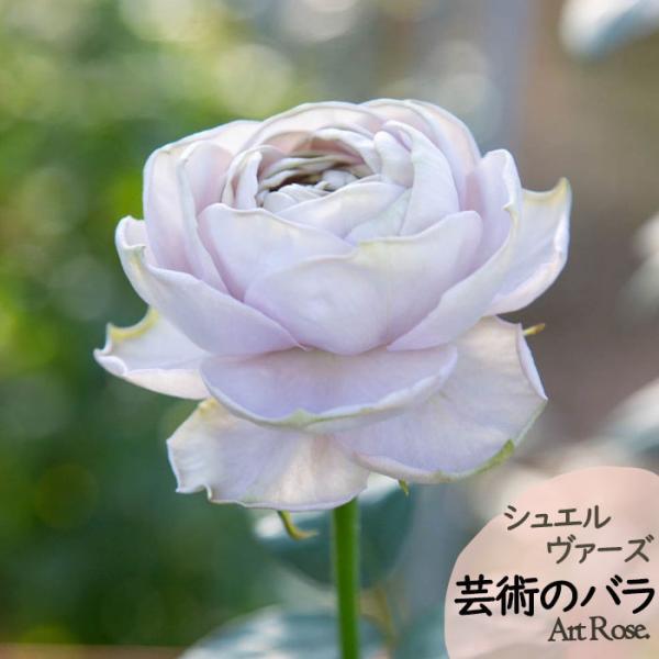 flower-net_z241003002